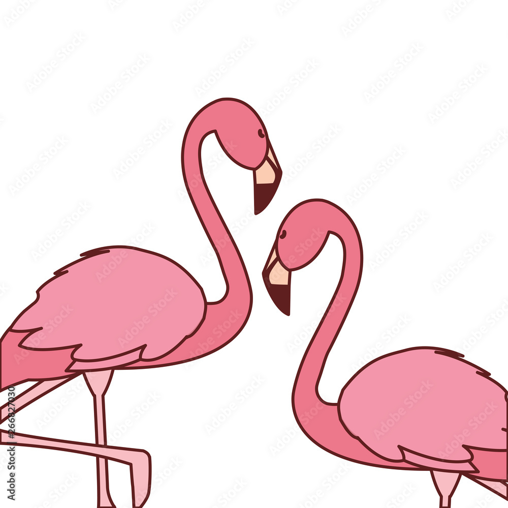 exotic pink flemish couple birds with heads up exotic pink flemish couple birds with heads up