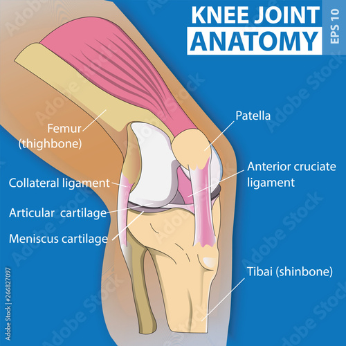 Human Body Bone Joint Pains (Knee Joint) - Illustration