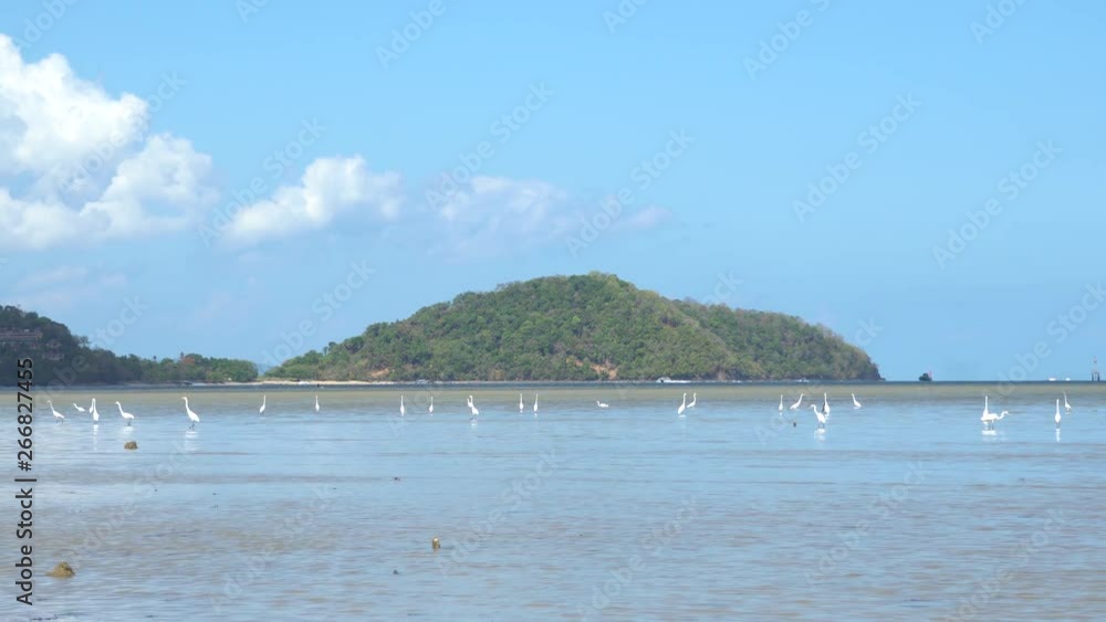 White rubber bird living on the coast Belong to a group At the coast Phuket, Thailand. 4K UHD Video clip White rubber bird living on the coast Belong to a group At the coast Phuket, Thailand. 4K UHD Video clip
