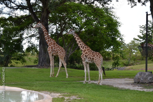 giraffes in zoo