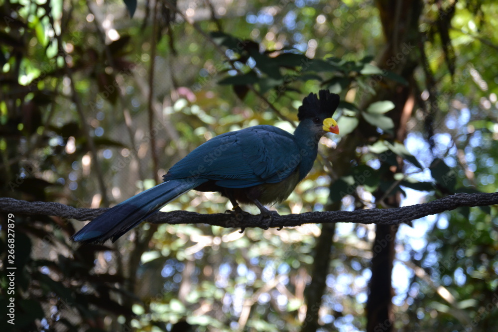 Obraz premium bird on a branch