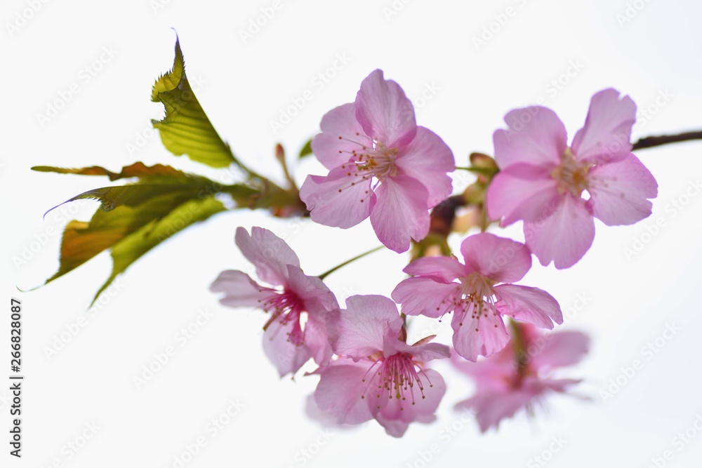 逆光に透ける早咲き桜の花