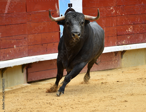 bull in spanish bullring