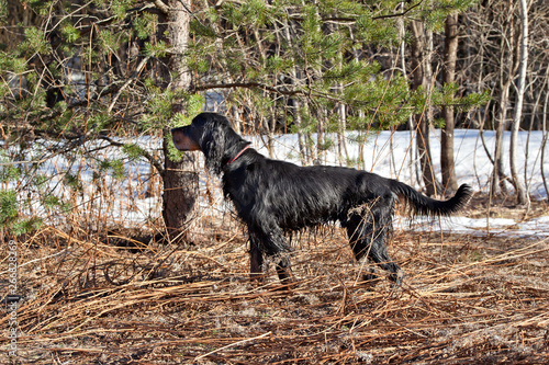 Dog breed Setter Gordonin early spring forest on nature