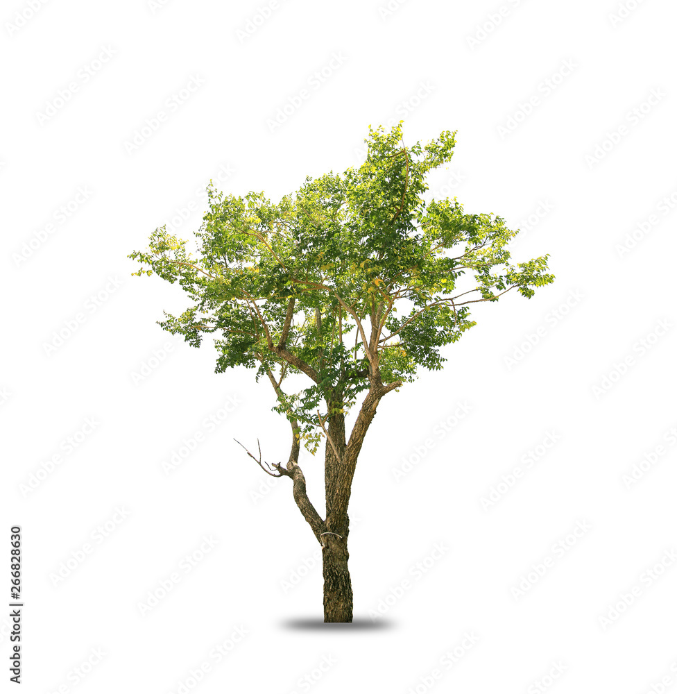 tree isolated on white background, copy space.