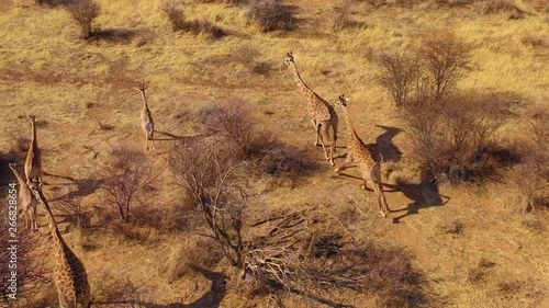 Excellent aerial of giraffes running on the savannah on safari in Erindi wildlife Park, Namibia.