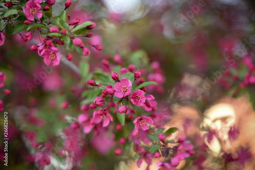 Pink Flowers In Spring 1
