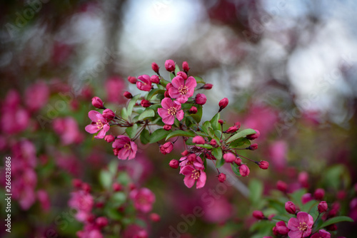 Pink Flowers In Spring 2
