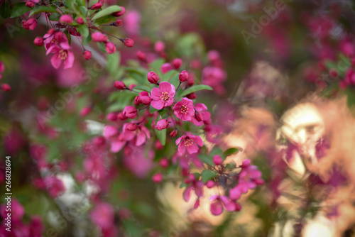 Pink Flowers In Spring 3