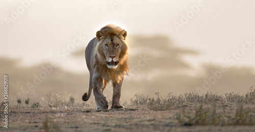 Male lion walking if african landscape