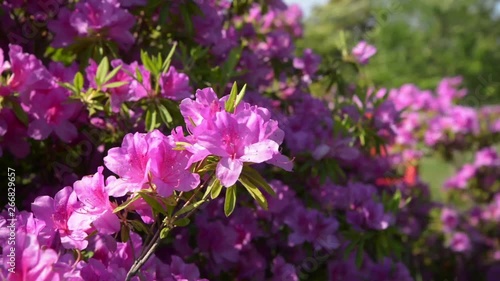 Wallpaper Mural つつじ0508-2 Torontodigital.ca