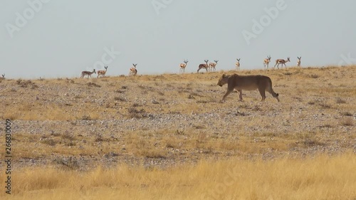 A female lion walks hunts on the savannah plain of Africa with springbok antelope all around.