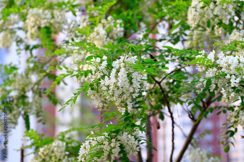 White locust tree flowers