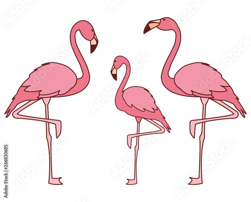 exotic pink flemish family birds
