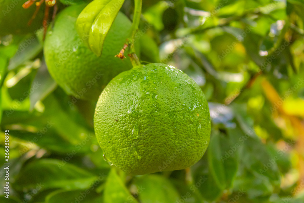 laranja verde (fotografada no nordeste do Brasil - Piauí -) laranja verde (fotografada no nordeste do Brasil - Piauí -)