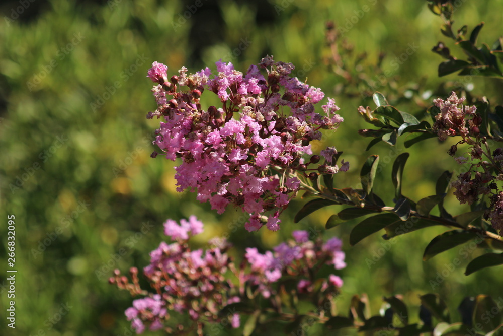 flores flores