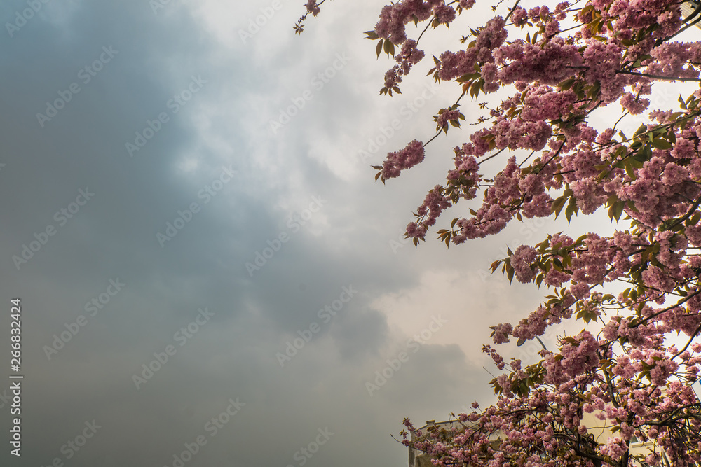 Beautiful cherry blossom sakura in spring time Beautiful cherry blossom sakura in spring time