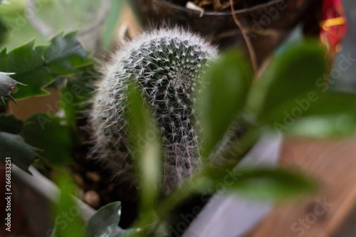Cactus plant 2 