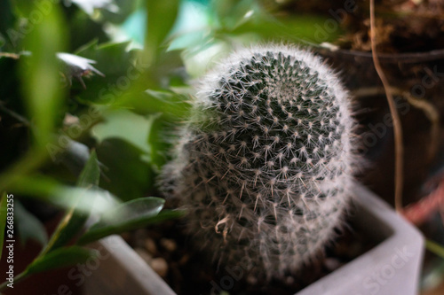 Cactus plant 1