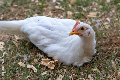 Young white chicken sitting on ground