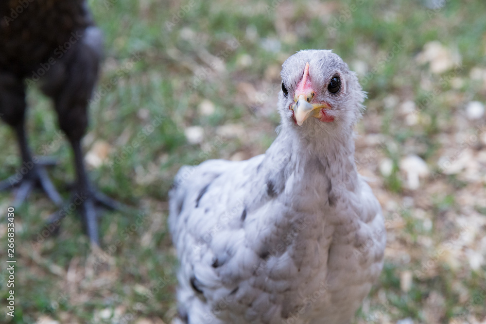 alert young pet chicken in backyard chicken run alert young pet chicken in backyard chicken run