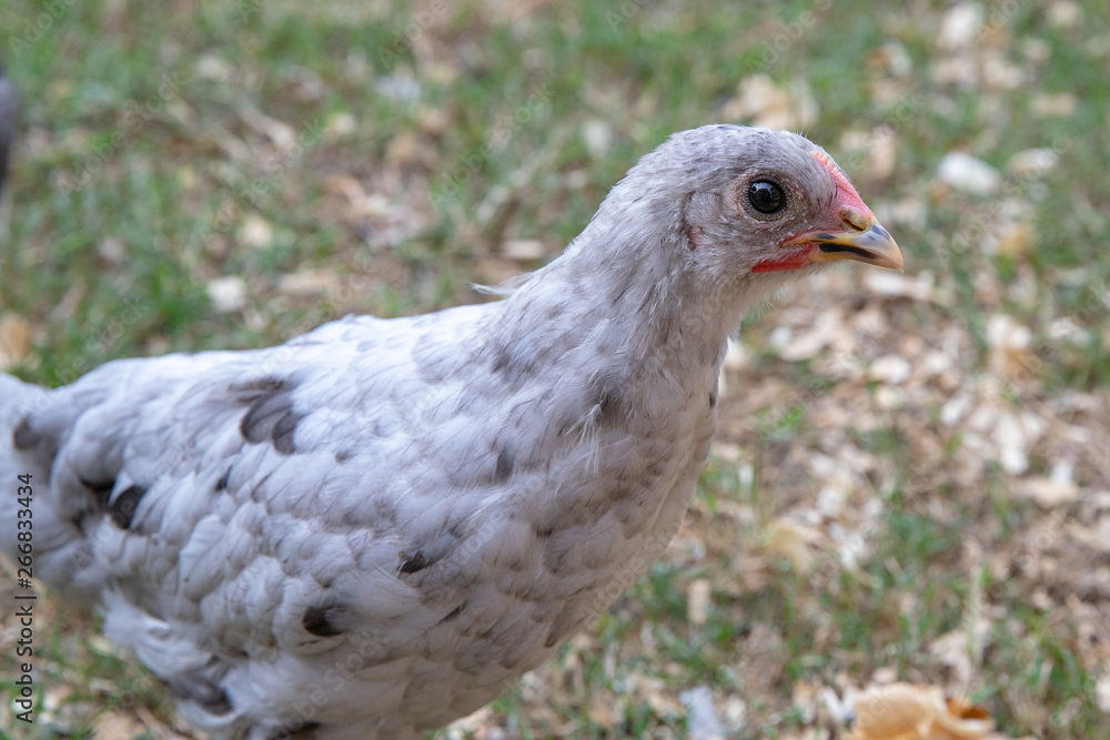 Young spotted pet chicken