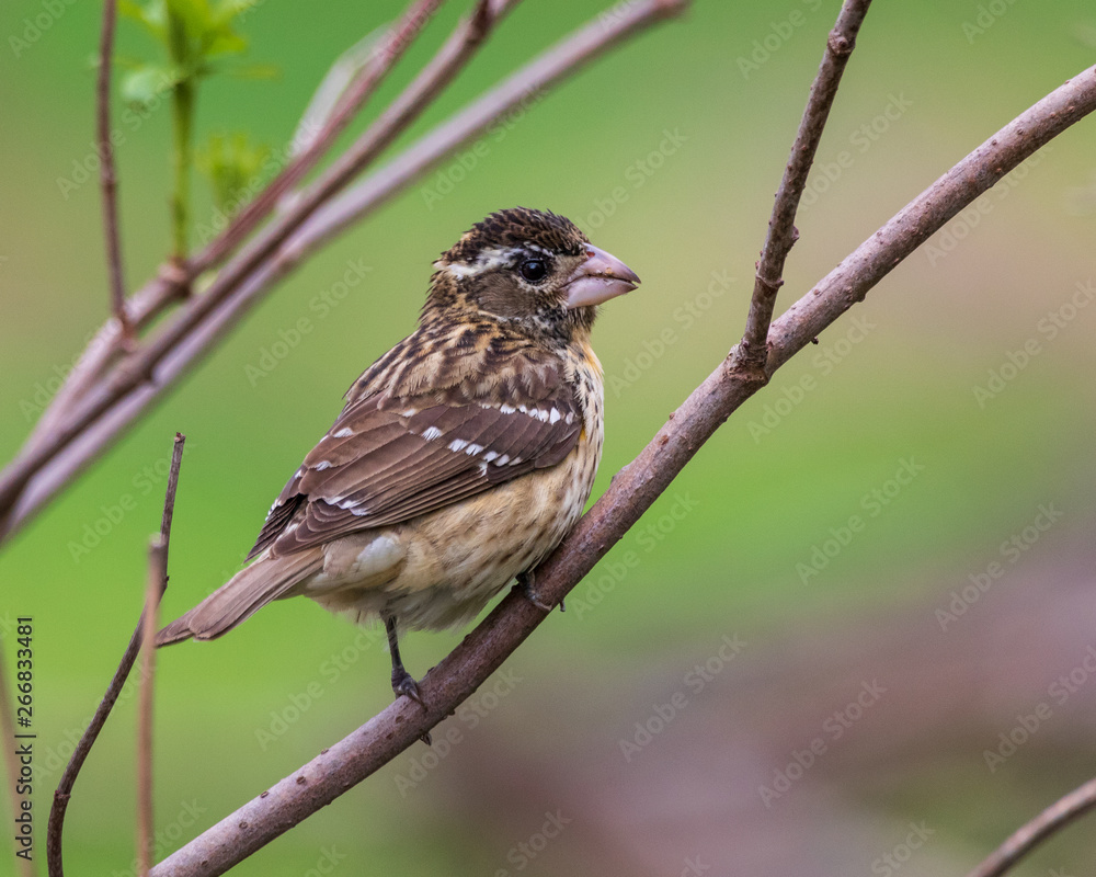 female grosbeak on a branch female grosbeak on a branch