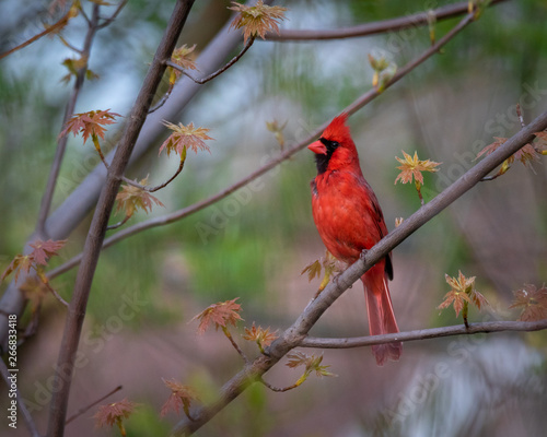 Red male cardinal standing on a branch