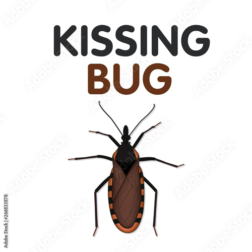 Kissing Bug, sucks blood from its victim's face, can carry Trypanosoma cruzi parasite that causes Chagas disease, a serious public health concern, some have red, yellow, tan markings.