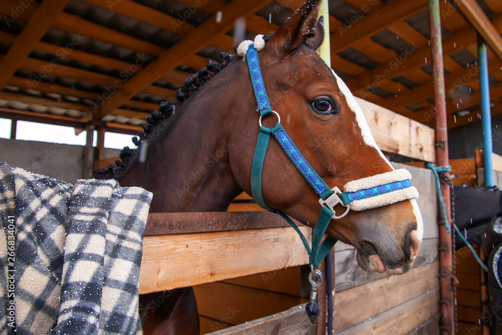 Fototapeta premium muzzle face of a Bay horse close-up, funny face, view of the summer stables and wooden stalls, cloudy snowfall.