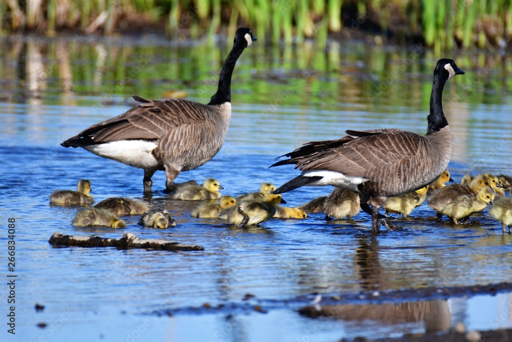 We can see the lots of goslings in May. At Burnaby lake, sometimes we can see the many goselings and mature geese schooling together.