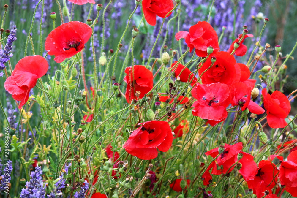 Obraz premium Poppy Flowers