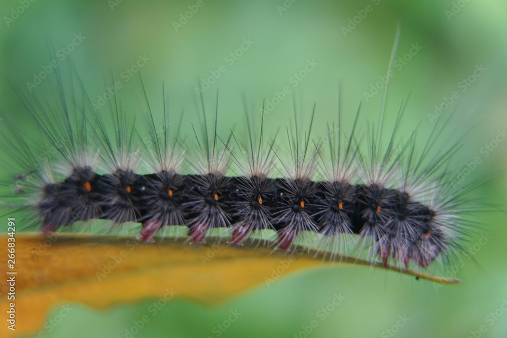 Close-up of moth Caterpillar, Hairy caterpillar isolated with blurred background Close-up of moth Caterpillar, Hairy caterpillar isolated with blurred background