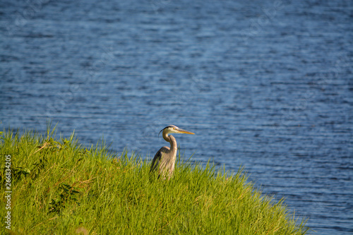 Great Blue Heron looking over Okeechobee Lake in Okeechobee County, Okeechobee, Florida USA  photo