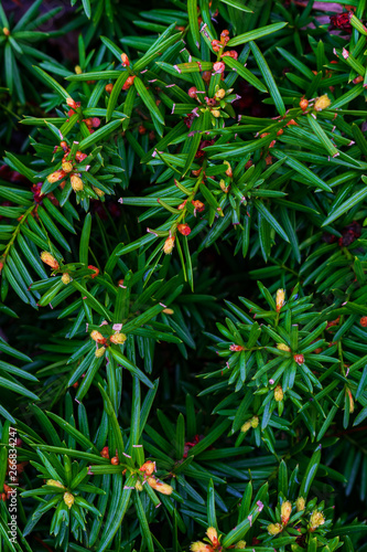 Up close Conifer branches background