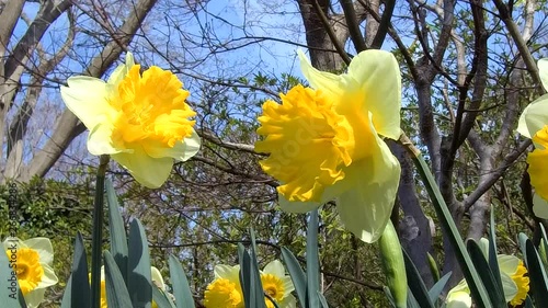 Close-up of yellow flowers in springtime.