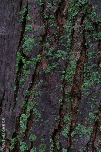 Maple tree bark covered in green lichens