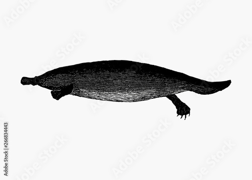 Duck-billed platypus animal