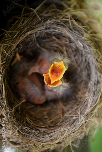 Birds Nest 1