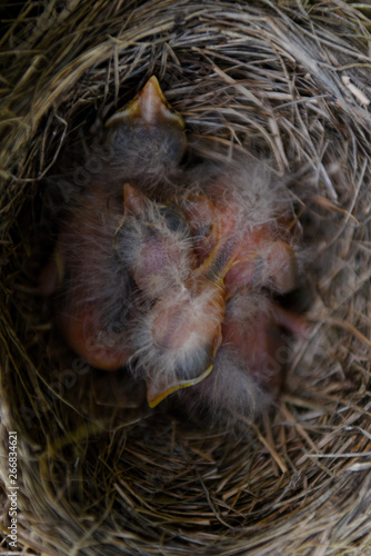Birds Nest 2