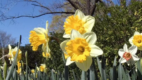 Close-up of yellow flowers in spring time.
