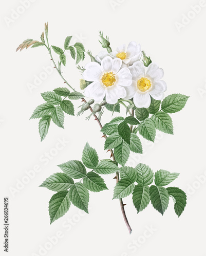 Blooming white rosebush