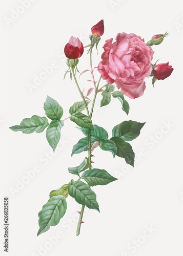 Blooming pink cabbage rose