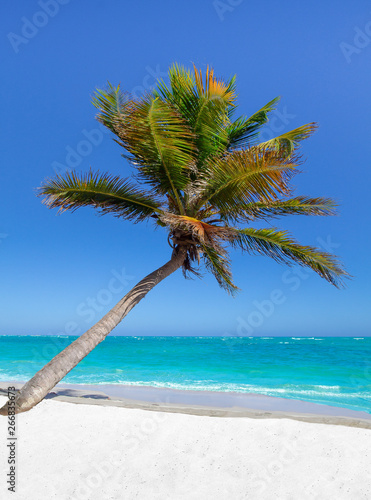 Palm tree, golden sand turquoise water in the Caribbean Sea