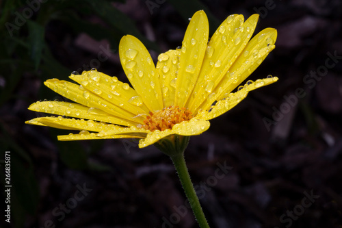 Dewdrops on a yellow daisy flower