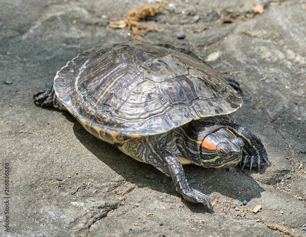 Fototapeta premium Turtle