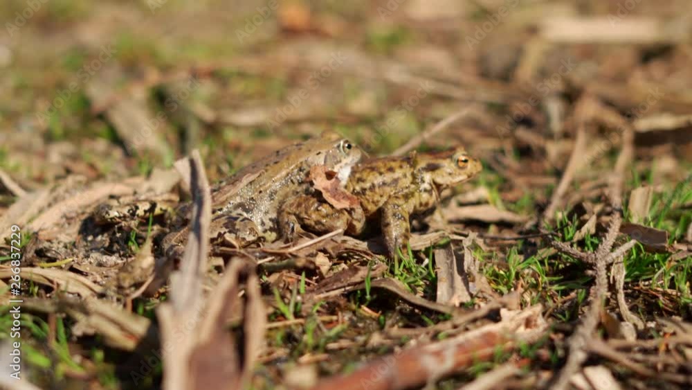 Close up of two brown frogs copulating and walking away on grass Close up of two brown frogs copulating and walking away on grass