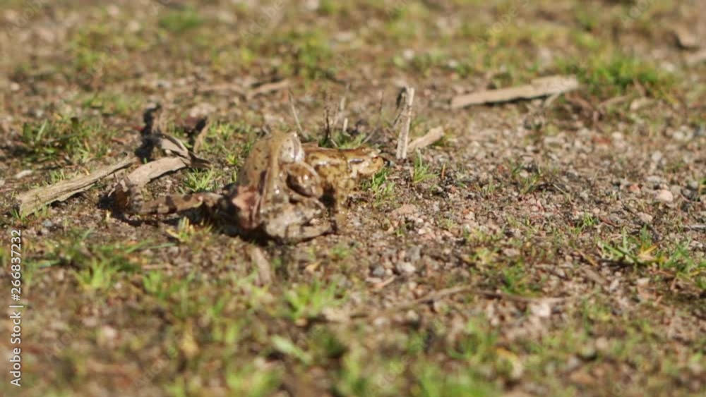 Slow motion shot of brown frogs mating and jumping into air Slow motion shot of brown frogs mating and jumping into air