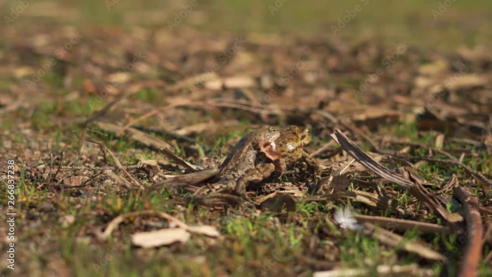 Close up of two brown frogs copulating on grass Close up of two brown frogs copulating on grass