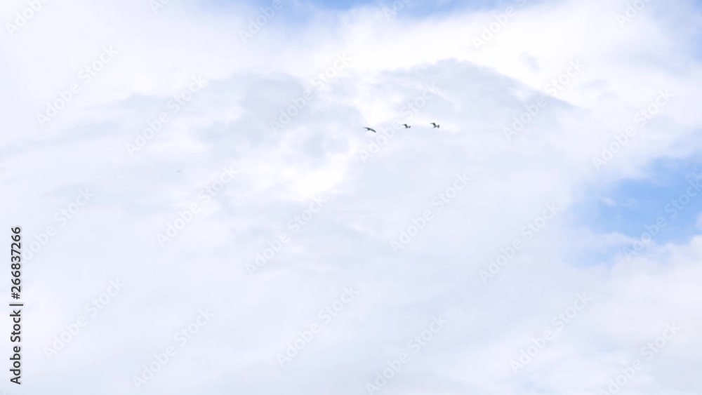 Egrets flying over Inle Lake, Myanmar (slow motion)